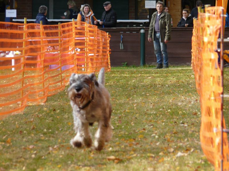 hunderennen 2021