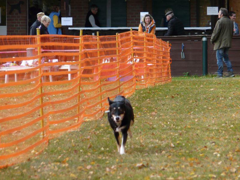 hunderennen 2021