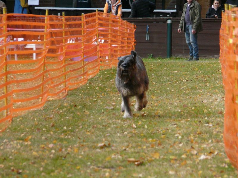 hunderennen 2021
