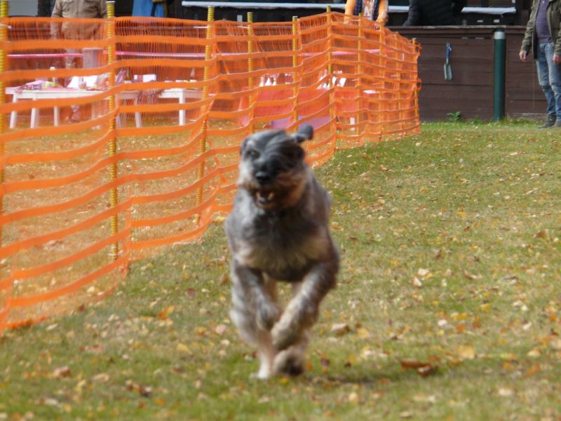 hunderennen 2021