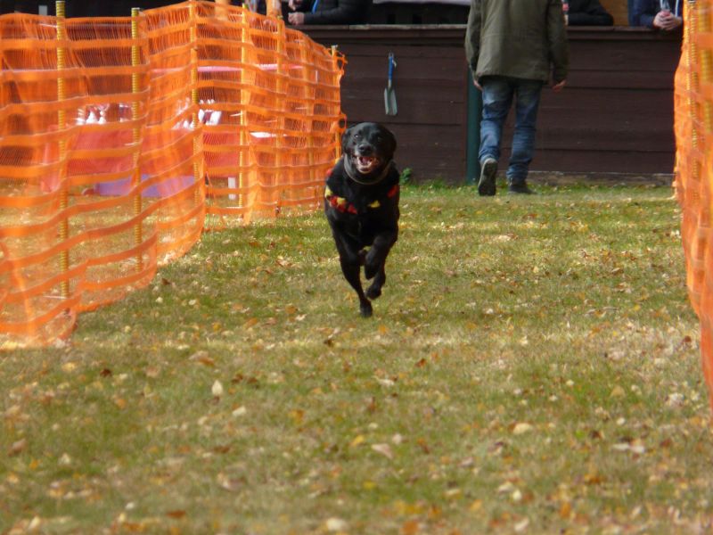 hunderennen 2021