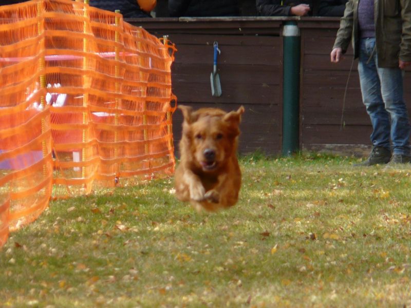 hunderennen021 466  
