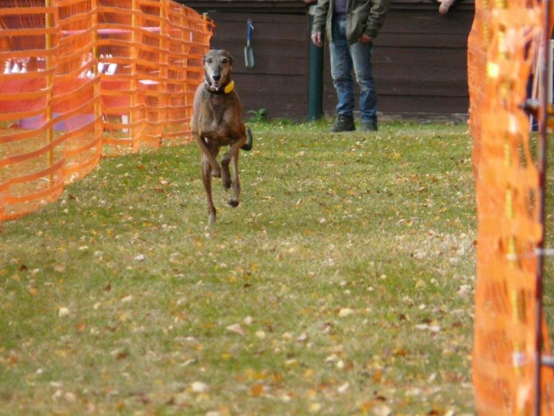hunderennen 2021