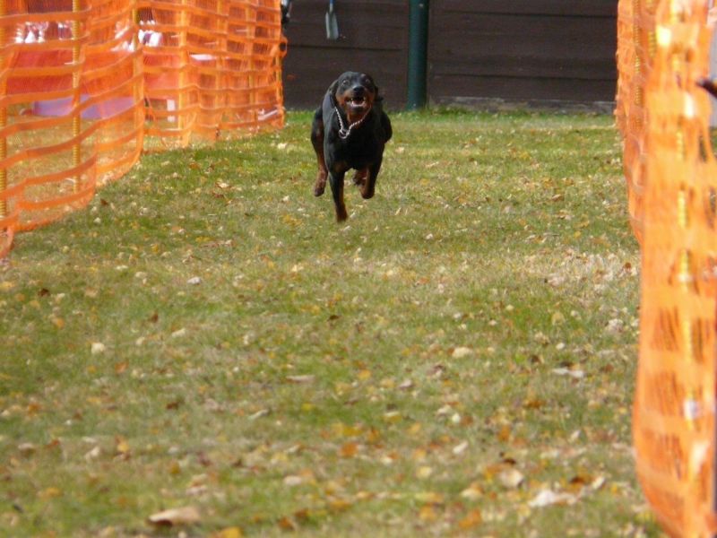 hunderennen 2021