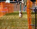 hunderennen 2021