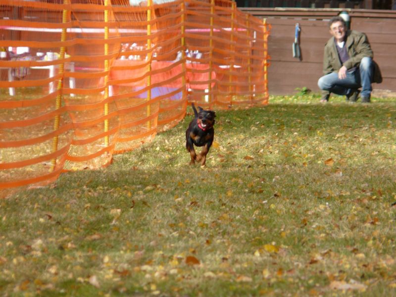 hunderennen 2021