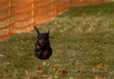 Hunderennen 2021