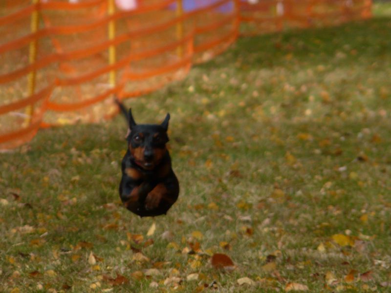 hunderennen 2021 82  2