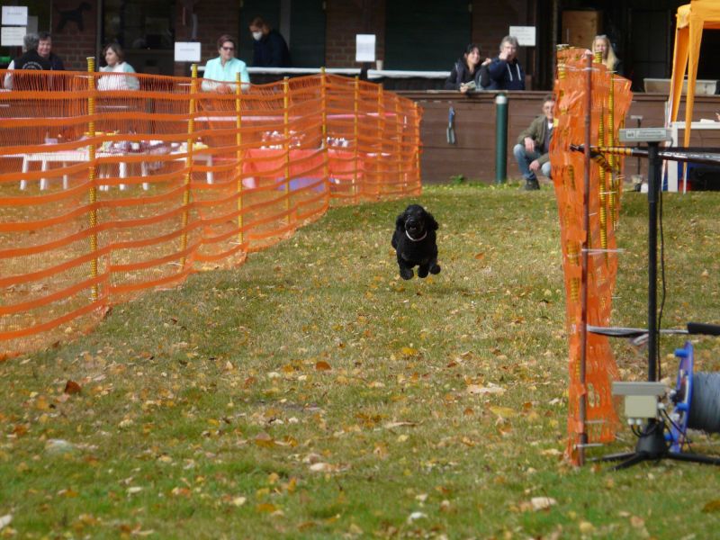 hunderennen 2021