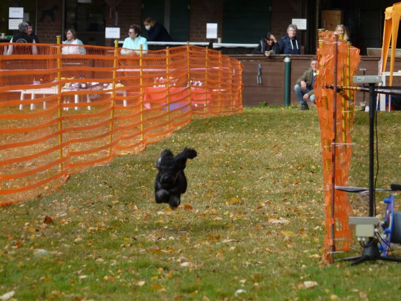 hunderennen 2021