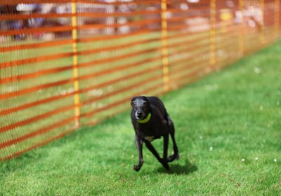Hunderennen 26.04.2026