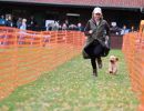 hunderennen 10 23l1