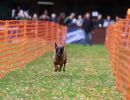 hunderennen 10 23l1