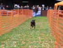 hunderennen 10 23l1