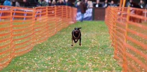 hunderennen 10 23l1