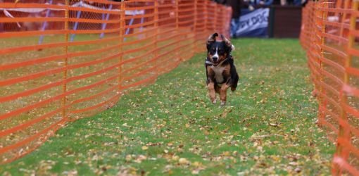 hunderennen 10 23l1