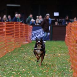 hunderennen 10 23l1