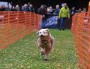 hunderennen 23l1