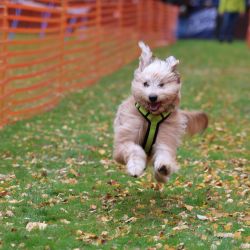 hunderennen 10 23l1