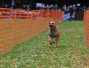 hunderennen 10 23l1