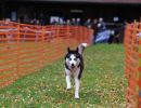 hunderennen 10 23l1