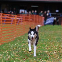 hunderennen 10 23l1