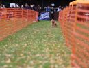 hunderennen 10l1