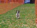 hunderennen 10 23l1