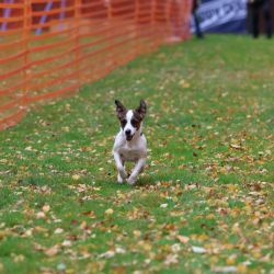 hunderennen 10 23l1