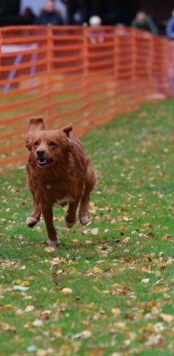 hunderennen 10 23l1