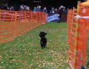 hunderennen 10 23l1
