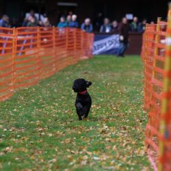 hunderennen 10 23l1