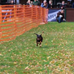 hunderennen 10 23l1