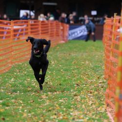 hunderennen 10 23l1