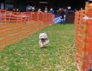 hunderennen 10 23l1