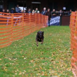 hunderennen 10 23l1