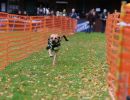 hunderennen 10 23l1