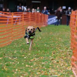 hunderennen 10 23l1