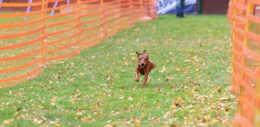 hunderennen 10 23l1