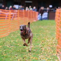 hunderennen 10 23l1