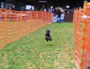 hunderennen 10 23l1