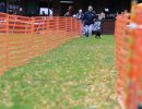 hunderennen 10 23l1