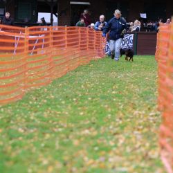 hunderennen 10 23l1