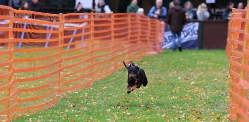 hunderennen 10 23l1