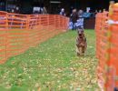 hunderennen 10 23l1