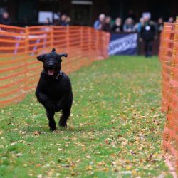 hunderennen 10 23l1