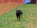 hunderennen 10 23l1
