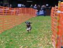 hunderennen 10 23l1