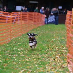 hunderennen 10 23l1