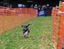 hunderennen 10 23l1